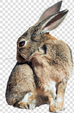 Pngpix   Wild Rabbit Transparent Background  Png Download