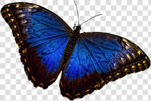 Blue Morpho Butterfly Png  Transparent Png