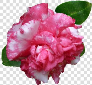 Flower Camellia Pink Free Photo   Carnation  HD Png Download