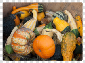 Gourds   Pumpkin  HD Png Download