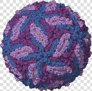 Zika Chain Colored   Virus Dengue Png  Transparent Png