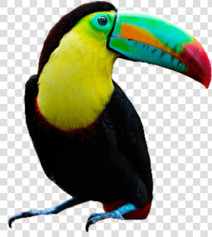 Toucan Color Palette   Toucan Png  Transparent Png