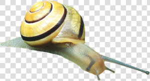 Snail Shell Snail Shell Free Picture   Gastropods  HD Png Download