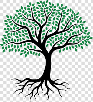 Drawing Root Tree Sketch   Simple Olive Tree Drawing  HD Png Download