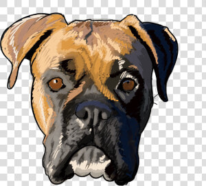 7 Why Are You A Boxer   Boxer Drawing Dog  HD Png Download