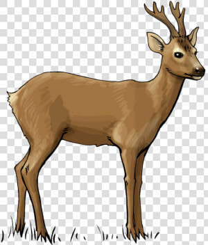 Deer Free To Use Clip Art   Roe Deer Clipart  HD Png Download