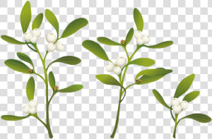 Real Mistletoe Png Clipart   Plant Real Mistletoe  Transparent Png