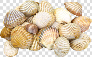 Ракушки Freetoedit   Transparent Png Sea Shells  Png Download