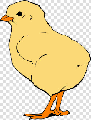 Chicks Png  Transparent Png