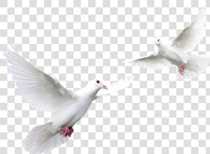 Doves Flying Png   White Doves  Transparent Png