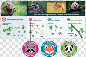 Red Panda Exhibit Designs  HD Png Download