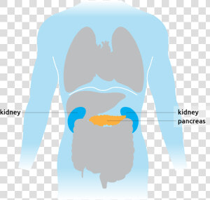 This Is Where The Pancreas Is Situated In The Torso   Cartoon  HD Png Download