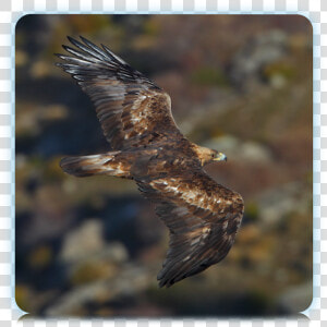 Eagle Flying Png  golden Eagle Flying Golden Eagle    Orel Český  Transparent Png