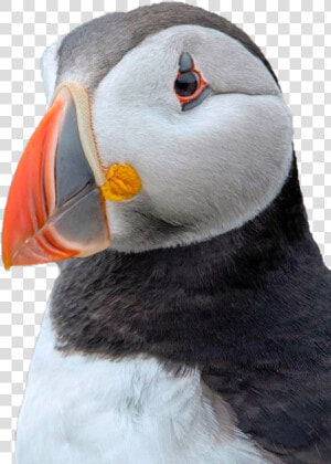 Puffin Png Background Image   Puffins Guernsey  Transparent Png