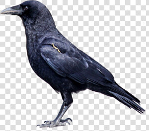 Crow Clipart Png   Crow Png  Transparent Png