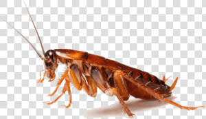 Cockroach Insect Pest Control   Cockroaches Png  Transparent Png