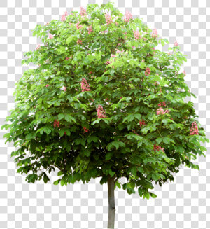 Arbre   Деревья Для Фотошопа На Прозрачном Фоне  HD Png Download