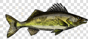 Https     woodscabins     Walleye  HD Png Download