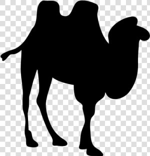 Contour Camel Svg Clip Arts   Camel Silhouette No Background  HD Png Download