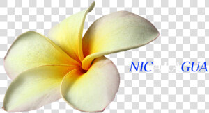 Flower Flor De Nicaragua Sacuanjoche  HD Png Download