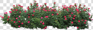 Flower Plant Top View Png   Bushes Png  Transparent Png