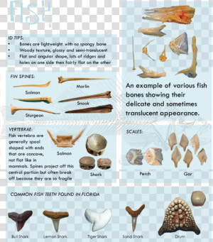 These Guys Are So Cool They Get Their Own Blog   Types Of Fish Bones  HD Png Download