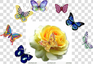 Mariposas   J Rose Gif  HD Png Download