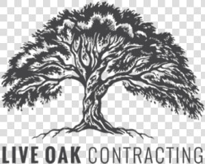 Live Oak Contracting   Live Oak Tree Logo  HD Png Download