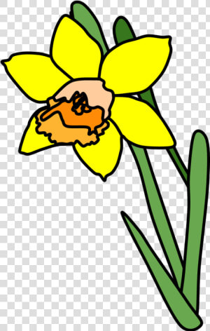 Daffodil  Yellow  Orange   White Black Daffodil Png  Transparent Png