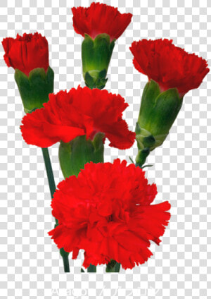 Colibri Flowers Minicarnation Aragon  Grower Of Carnations    Flower Carnations Png  Transparent Png