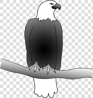 Outline Of Bald Eagle  Bald Eagle Drawing   Drawing  HD Png Download