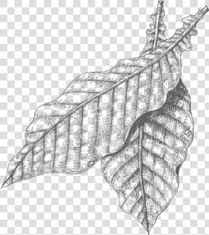 Tobacco Leaves Drawing   Tobacco Plant Transparent Drawing  HD Png Download