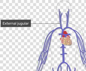 Labelled Image Of The External Jugular Vein With The   Human Arteries And Veins Unlabelled  HD Png Download