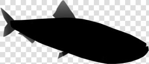 Sardine Png Transparent Images   Shark  Png Download