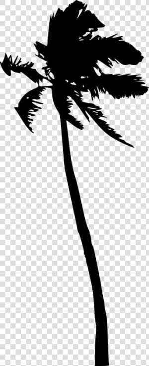 Palm Trees Portable Network Graphics Silhouette Clip  HD Png Download