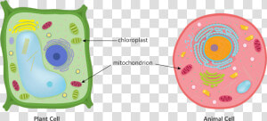 Animal Plant Cell Mitochondria Chloroplast Respiration  HD Png Download