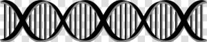 Dna Png   Dna Double Helix Clip Art  Transparent Png