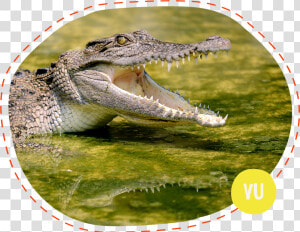 Crocodile Biting   Crocodile Hi Res  HD Png Download