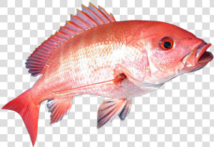 Red Snapper Fish Png   Png Download   Red Snapper Fish Png  Transparent Png