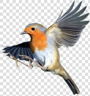 Transparent Robin Bird Png   European Robin  Png Download