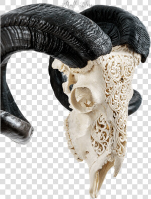 Carved Ram Skull   Skull  HD Png Download