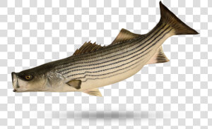 Wild Striped Bass   Striped Bass  HD Png Download