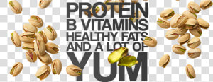 Protein  B Vitamins  Healthy Fats And A Lot Of Tum   Pistachio  HD Png Download