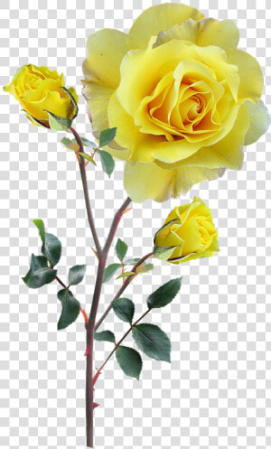 Rose  Yellow  Stem  Buds   Yellow Flowers With Stem  HD Png Download