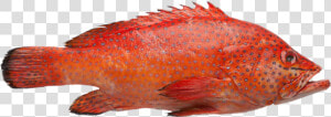 Grouper   Red Grouper Png  Transparent Png