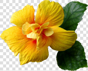 Yellow Hibiscus Flower Png   Png Download   Yellow Flower Images Transparent  Png Download