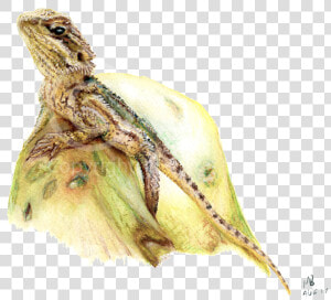 Bearded Dragon Pencil Drawing Pet Portrait   Watercolor Bearded Dragon  HD Png Download