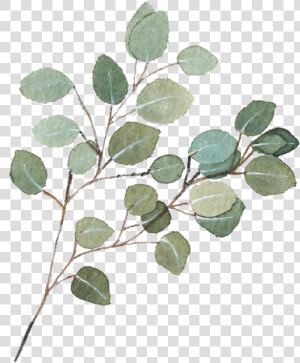 Eucalyptus Garland Png   Transparent Background Eucalyptus Branch Png  Png Download