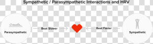 How The Sympathetic And Parasympathetic Branches Of   Circle  HD Png Download