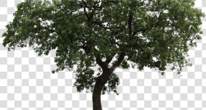 Arvore Png Fundo Transparente   Png Download   Imagen De Arboles En Png  Png Download